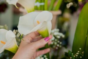 Read more about the article Magnolia Care 101: Tips for Thriving Trees