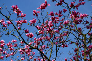 Read more about the article The Ecological Benefits of Magnolia Trees