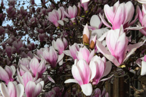 Read more about the article Magnolias in Myth and Tradition: Cultural Significance Explored