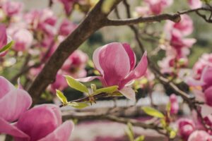 Read more about the article Frequently Asked Questions About Magnolia Trees